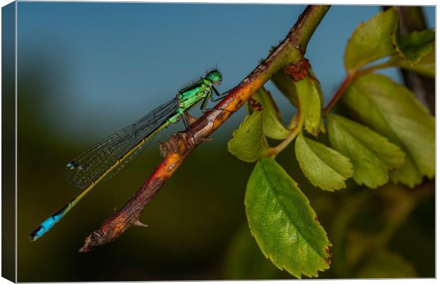 Southern Damselfly resting Canvas Print by Alan Strong