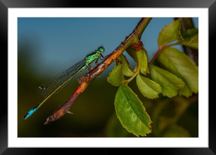 Southern Damselfly resting Framed Mounted Print by Alan Strong
