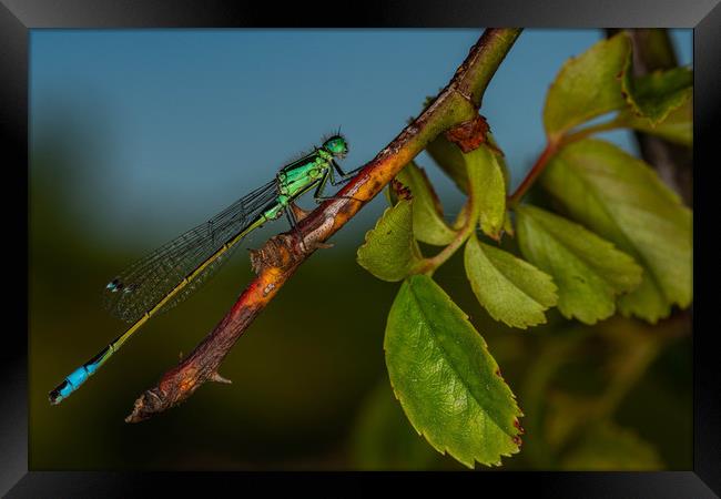 Southern Damselfly resting Framed Print by Alan Strong