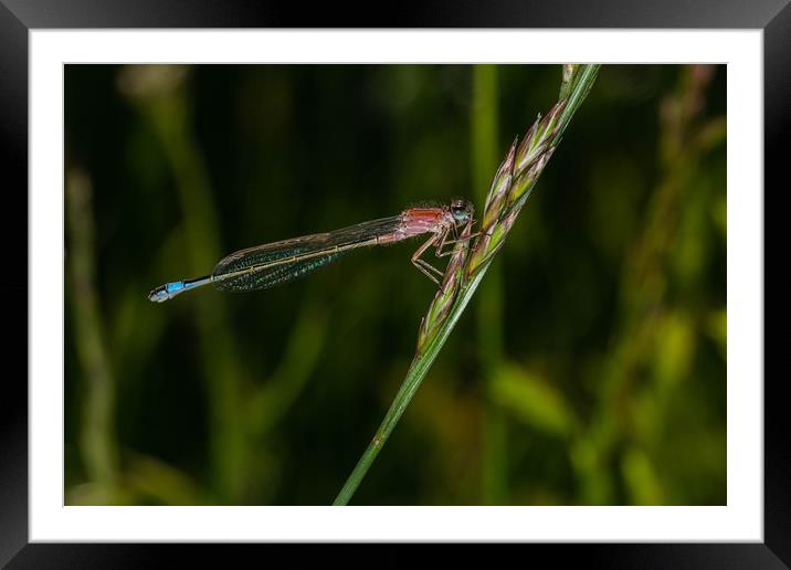Southern Damselfly  Framed Mounted Print by Alan Strong