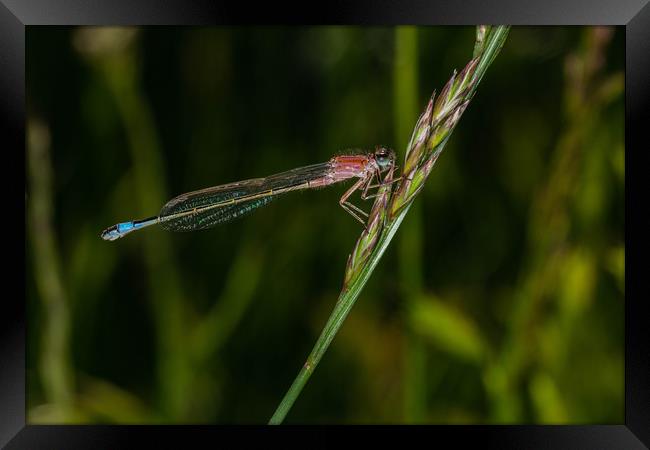 Southern Damselfly  Framed Print by Alan Strong