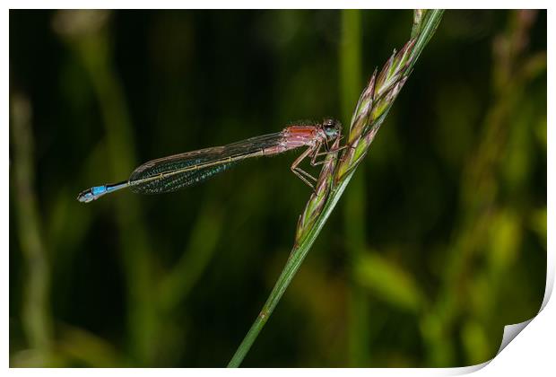 Southern Damselfly  Print by Alan Strong