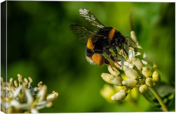Bumblebee landing  Canvas Print by Alan Strong