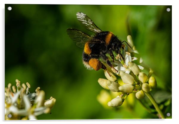 Bumblebee landing  Acrylic by Alan Strong