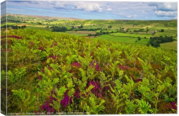 Ferns and Heather on the North York Moors Canvas Print by Martyn Arnold