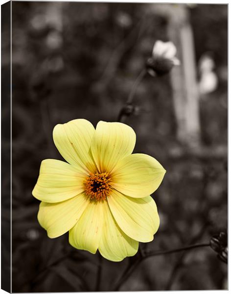 Yellow Delight Canvas Print by Dawn O'Connor