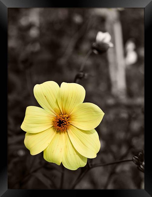 Yellow Delight Framed Print by Dawn O'Connor