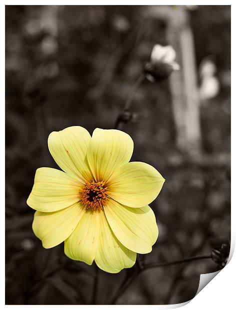 Yellow Delight Print by Dawn O'Connor