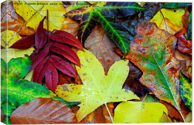 autumn leaves Canvas Print by Kevin Britland