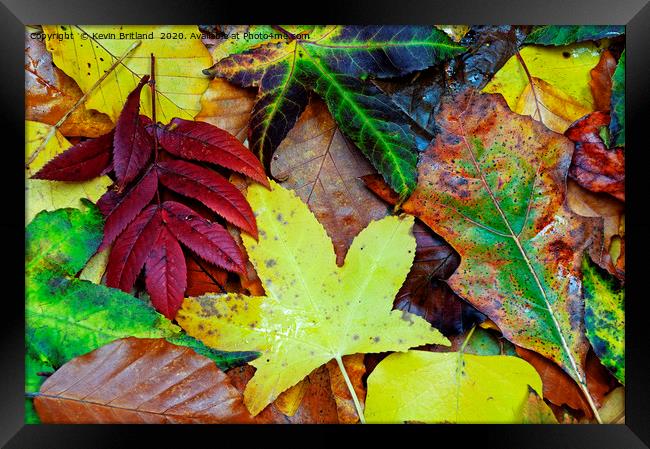autumn leaves Framed Print by Kevin Britland