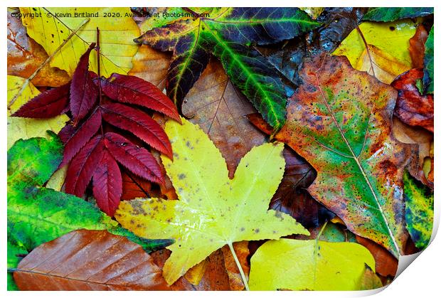 autumn leaves Print by Kevin Britland