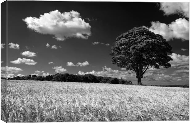 Barley Field and Lone Tree                         Canvas Print by Darren Galpin