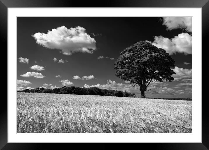 Barley Field and Lone Tree                         Framed Mounted Print by Darren Galpin