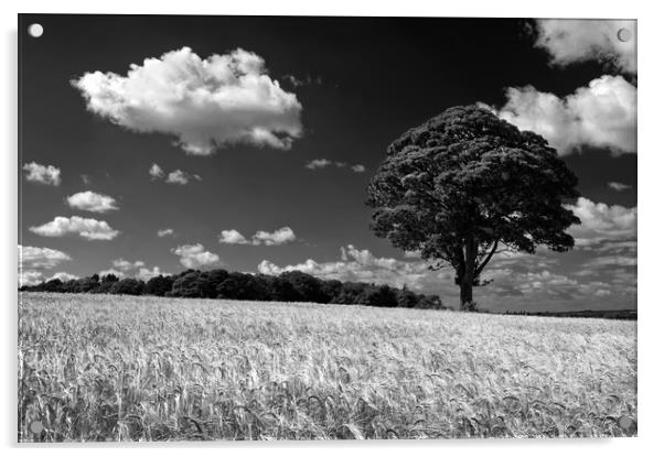 Barley Field and Lone Tree                         Acrylic by Darren Galpin