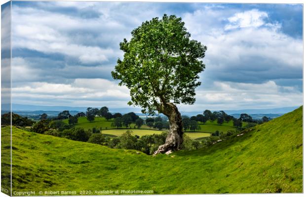 The Lonely Tree Canvas Print by Lrd Robert Barnes