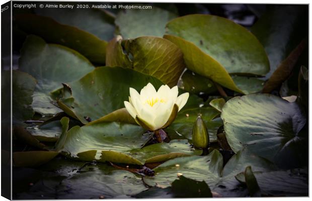 Waterlily Canvas Print by Aimie Burley