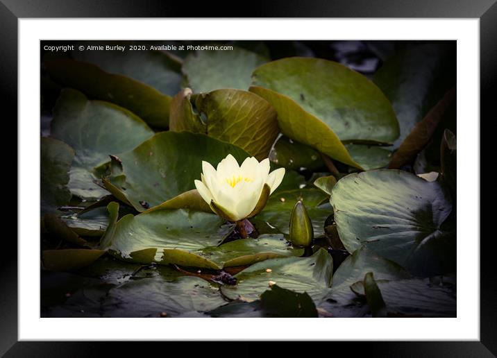 Waterlily Framed Mounted Print by Aimie Burley