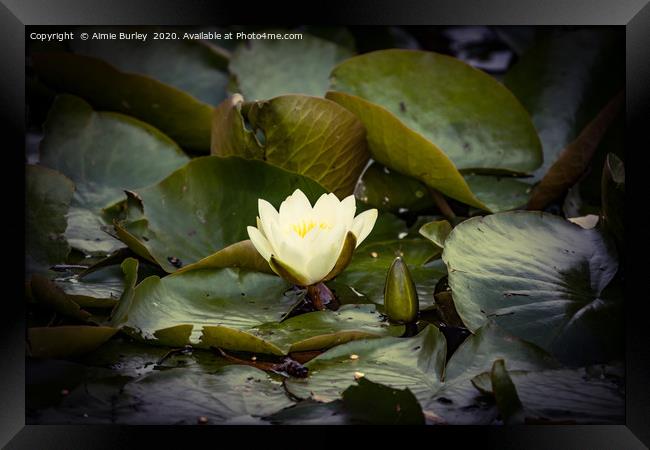 Waterlily Framed Print by Aimie Burley