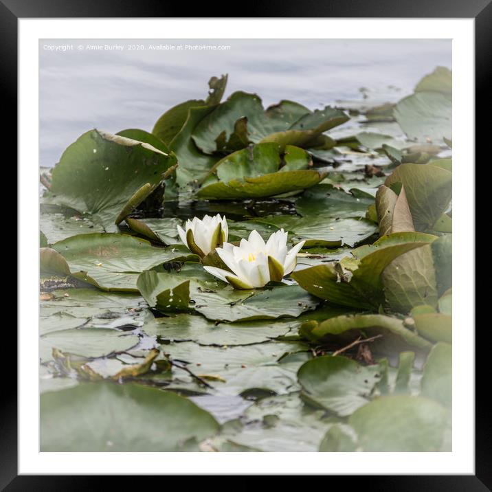 Waterlilies Framed Mounted Print by Aimie Burley