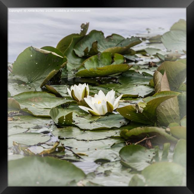 Waterlilies Framed Print by Aimie Burley