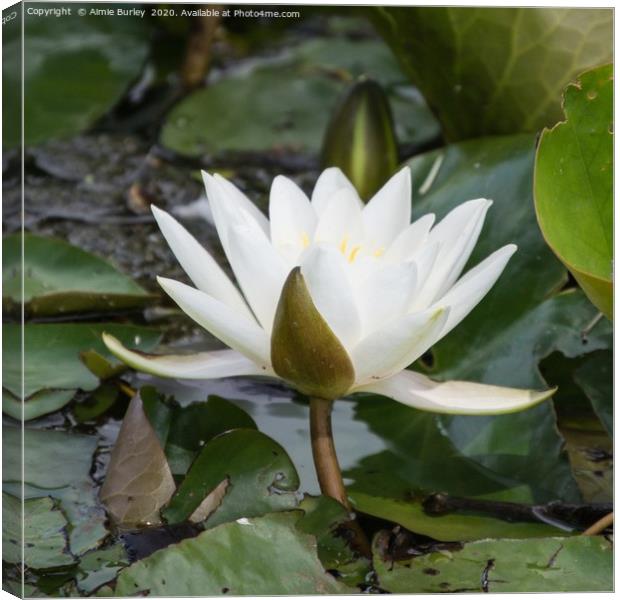Waterlily Canvas Print by Aimie Burley