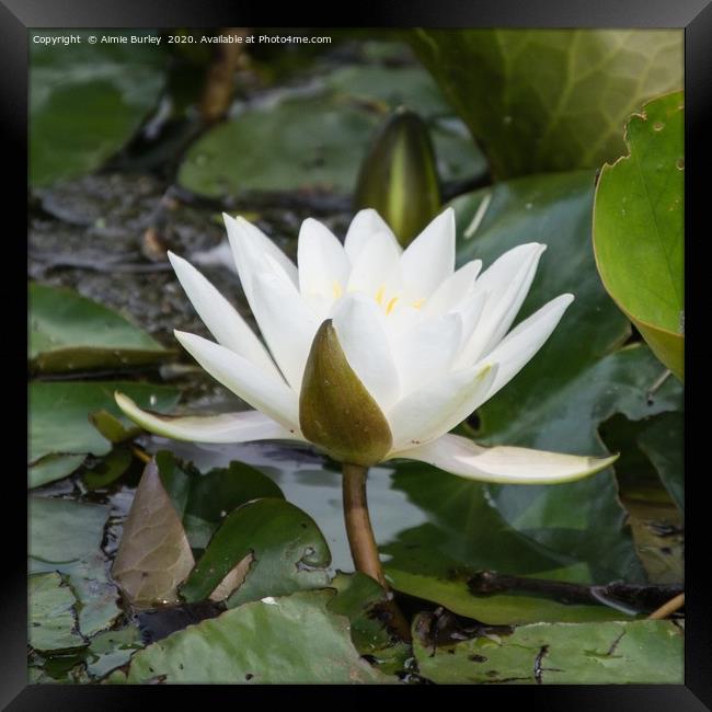 Waterlily Framed Print by Aimie Burley