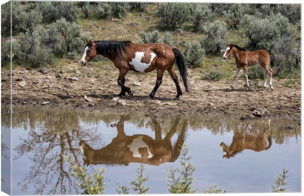 Matching Pair - South Steens Mustangs Canvas Print by Belinda Greb