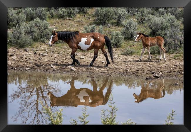 Matching Pair - South Steens Mustangs Framed Print by Belinda Greb