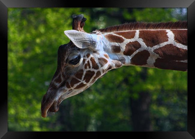 Giraffe portrait Framed Print by Paul Piciu-Horvat