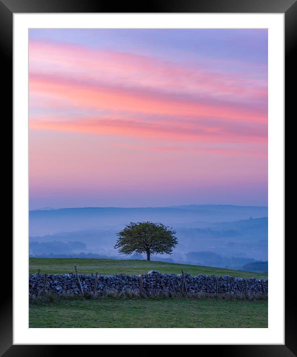  Derbyshire Dales Hawthorn Tree Framed Mounted Print by John Finney