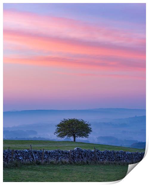  Derbyshire Dales Hawthorn Tree Print by John Finney