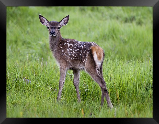 Bambi Framed Print by Sam Smith