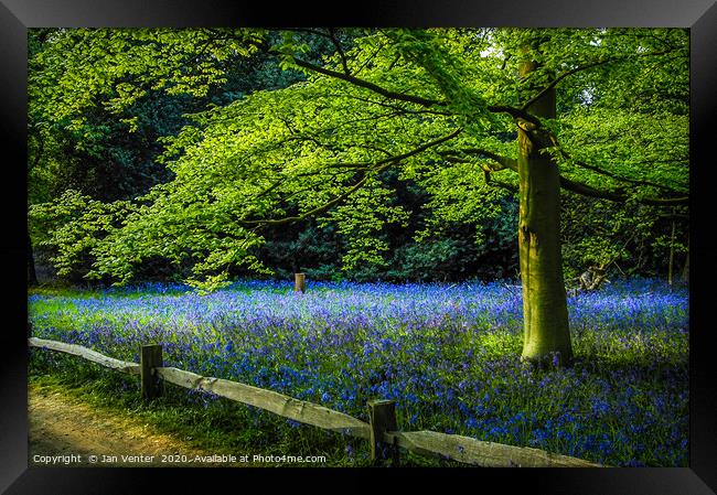 Bluebells Framed Print by Jan Venter