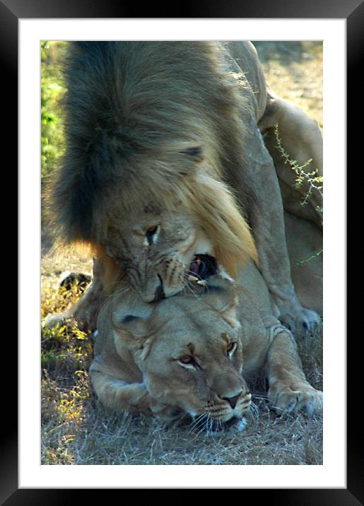 Lions mating Framed Mounted Print by Jonathan Pankhurst