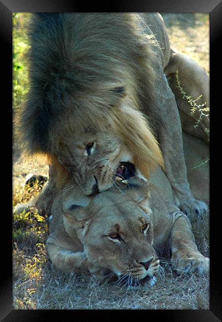 Lions mating Framed Print by Jonathan Pankhurst