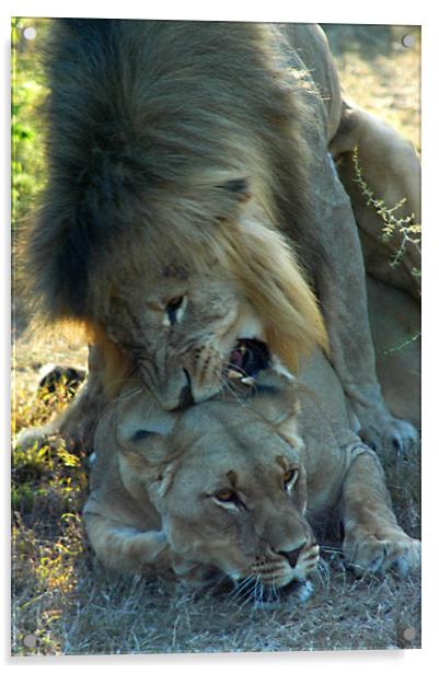 Lions mating Acrylic by Jonathan Pankhurst