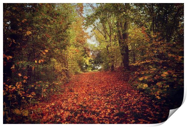 autumnal path in the forest  Print by Luisa Vallon Fumi