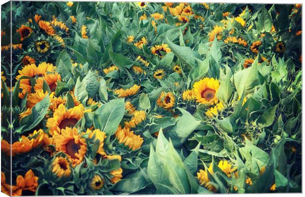 Bright sunflower heads harvested in summer Canvas Print by Luisa Vallon Fumi