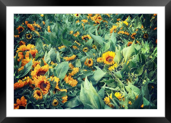 Bright sunflower heads harvested in summer Framed Mounted Print by Luisa Vallon Fumi