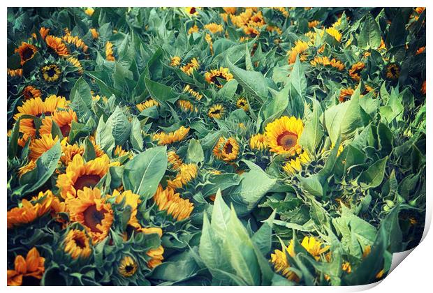Bright sunflower heads harvested in summer Print by Luisa Vallon Fumi