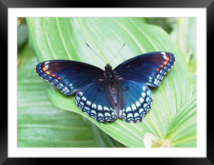 Rare Blue Butterfly in Connecticut Framed Mounted Print by james balzano, jr.