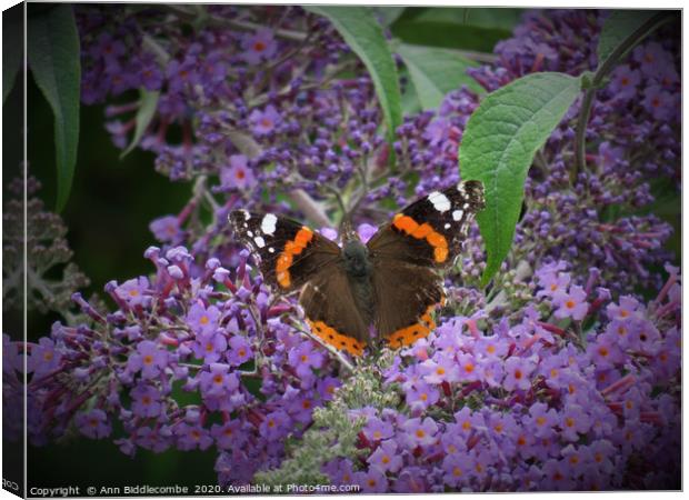 Red Admiral Butterfly Enjoying the Blossom Canvas Print by Ann Biddlecombe