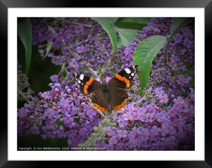 Red Admiral Butterfly Enjoying the Blossom Framed Mounted Print by Ann Biddlecombe
