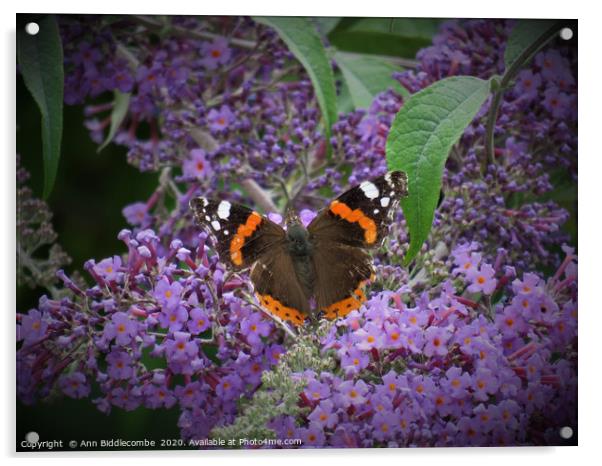Red Admiral Butterfly Enjoying the Blossom Acrylic by Ann Biddlecombe