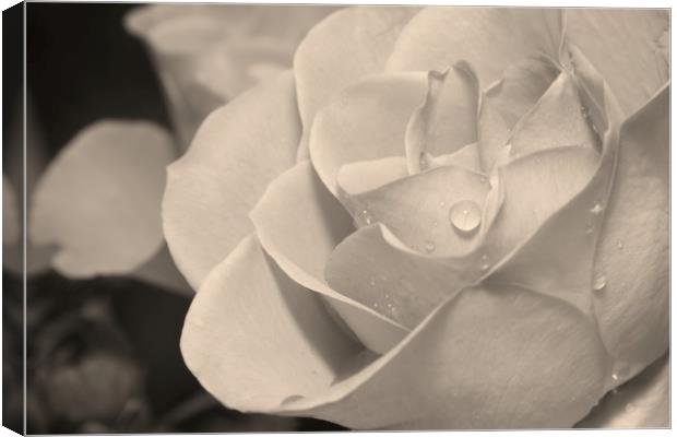 Raindrops on Rose Petals Canvas Print by Rob Cole