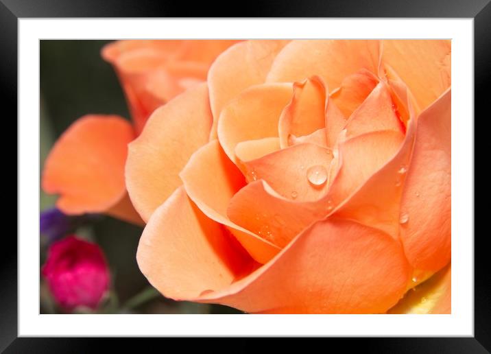 Raindrops on Orange Rose Petals Framed Mounted Print by Rob Cole