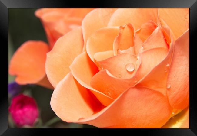 Raindrops on Orange Rose Petals Framed Print by Rob Cole