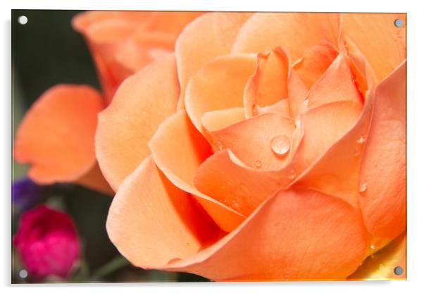 Raindrops on Orange Rose Petals Acrylic by Rob Cole