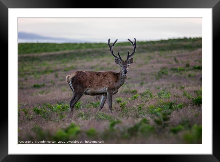 Captivating Gaze of a Young Stag Framed Mounted Print by Andy Morton