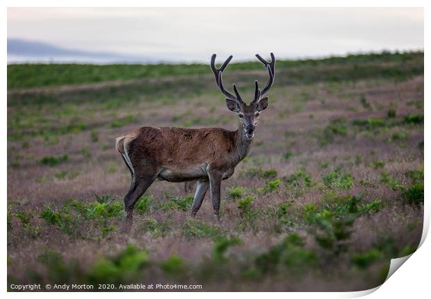 Captivating Gaze of a Young Stag Print by Andy Morton